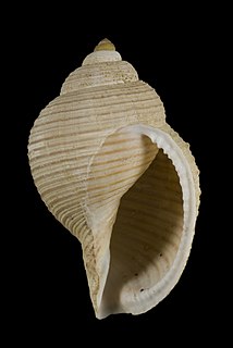 <i>Galeodea alcocki</i> Species of gastropod