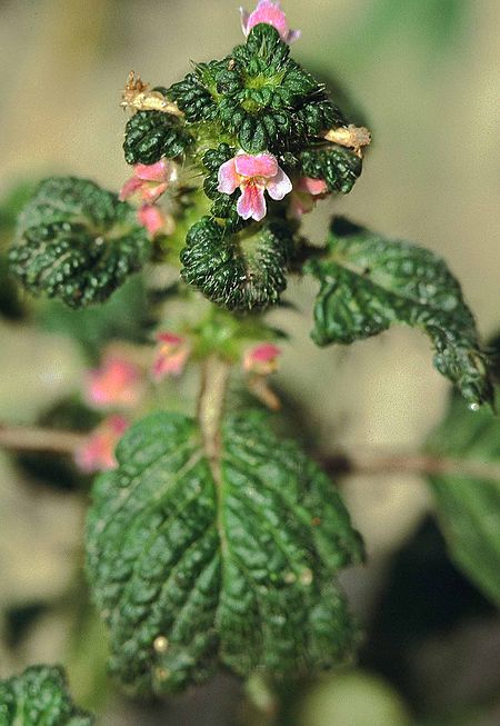 Galeopsis bifida