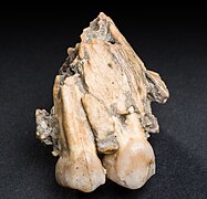 Fragment d'os maxillaire d'Australopithecus afarensis[Note 2].