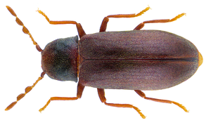 Gastrallus immarginatus (P. W. J. Muller 1821) (31093387724).png