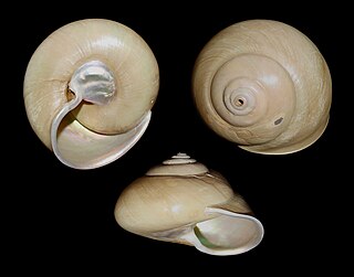 <i>Gaza olivacea</i> Species of gastropod