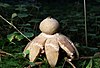 Geastrum rufescens Rö-tender erdstern.jpg