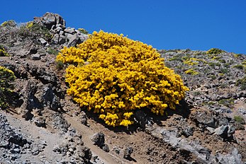 <center>Genista benehoavensis</center>