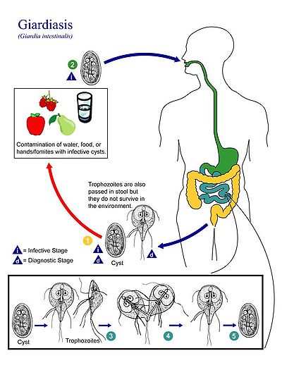 giardia duodenalis ciclo de vida