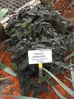 <i>Gibasis oaxacana</i> Species of plant