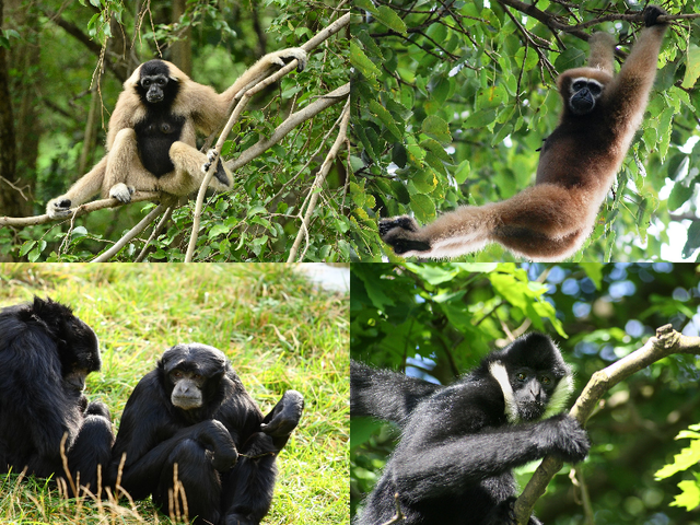 Le gibbon, roi de la balançoire !