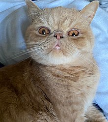 220px-Ginger_Exotic_Shorthair.jpg