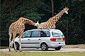 Two giraffes at Safaripark Beekse Bergen, Hilvarenbeek, Netherlands standing near a car.