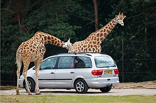 Safari park Zoo-like commercial drive-in tourist attraction