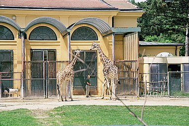 Giraffa camelopardalis