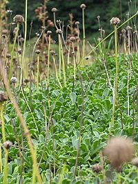 Foliage and seedheads of Globularia meridionalis