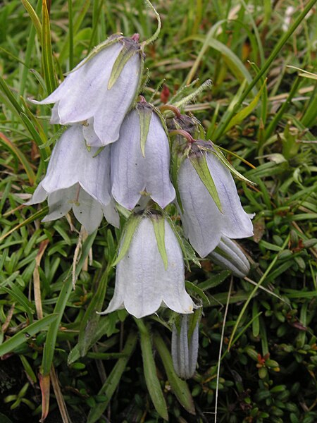 File:Glockenblume Liuthals 020709-1.JPG