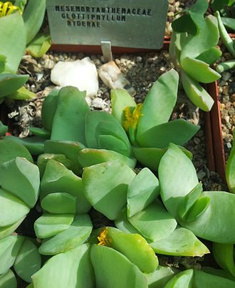 The distinctively short, fat, "tongue-shaped" leaves of G. linguiforme, some still showing their pale, waxy covering Glottiphyllum ryderae - SBG 8.jpg