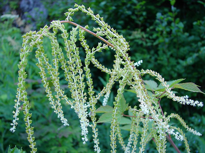 File:Goatsbeard (172ad5a40d744f02b31ec5542ec90703).JPG