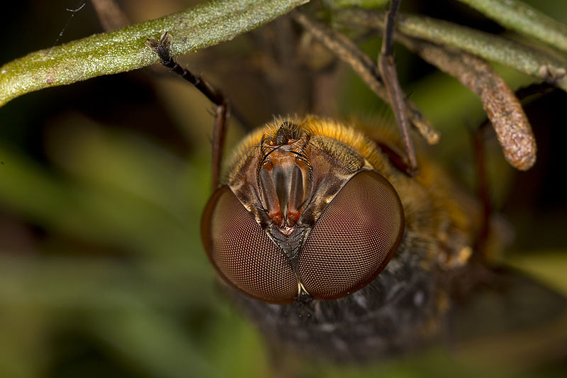 File:Golden Blowfly (21754116855).jpg