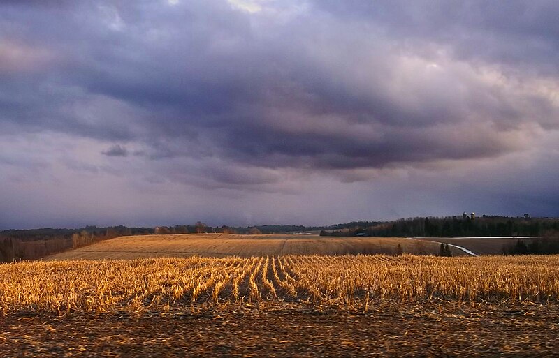 File:Golden spring and purple sky - panoramio.jpg