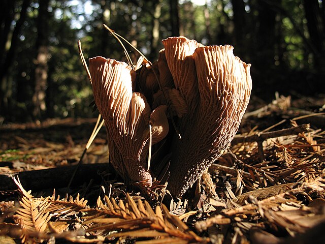 Polyozellus multiplex was once considered to be an extreme growth form of Gomphus clavatus, shown here.