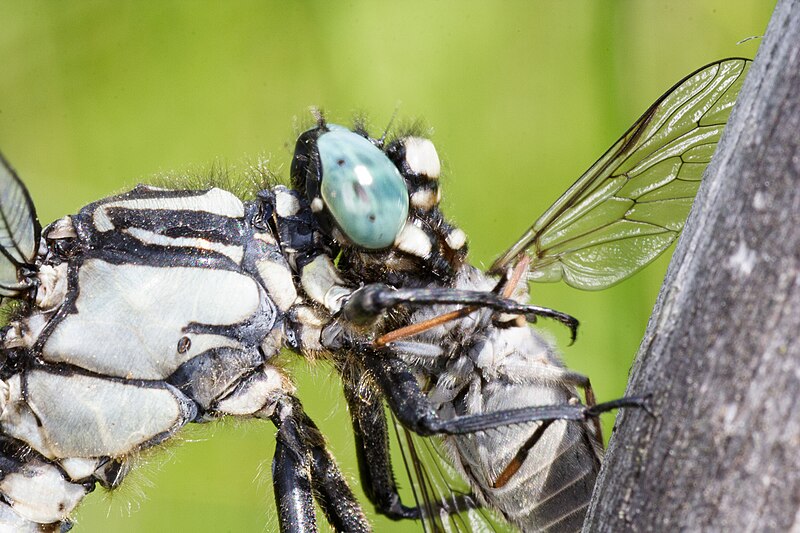 File:Gomphus vulgatissimus with a prey 002.jpg