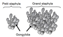 French depiction of gongylidia and staphylae in different sizes. Gonglydia staphylae drawing fr.png