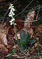 Goodyera repens Germany - Rhineland-Palatinate