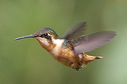 Колібрі-іскринка рубіновогорлий (Chaetocercus heliodor)