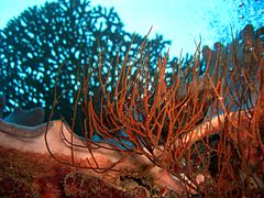 Une image sous-marine de Gorgones, Mayotte.
