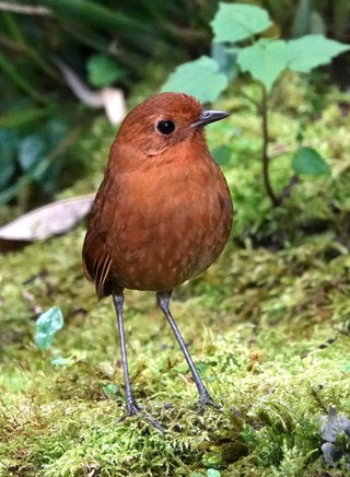 <span class="mw-page-title-main">Equatorial antpitta</span> Species of bird