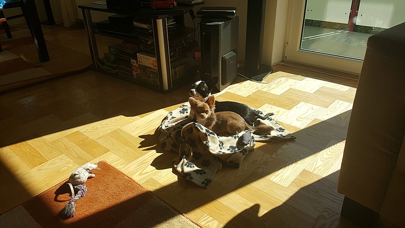 File:Grand & Calineczka chihuahuas.jpg