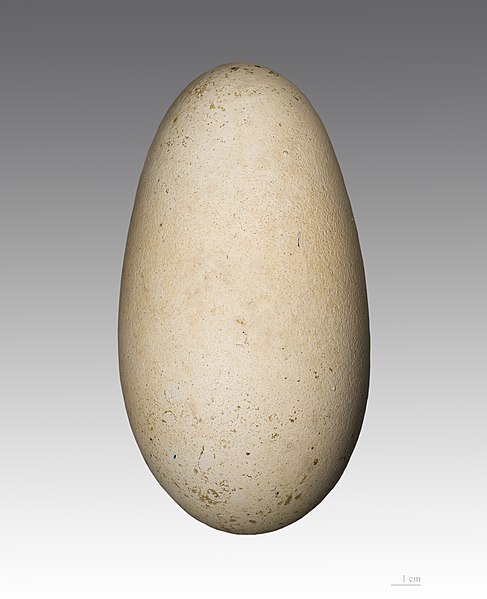 Mynd:Grand Albatros MHNT.jpg