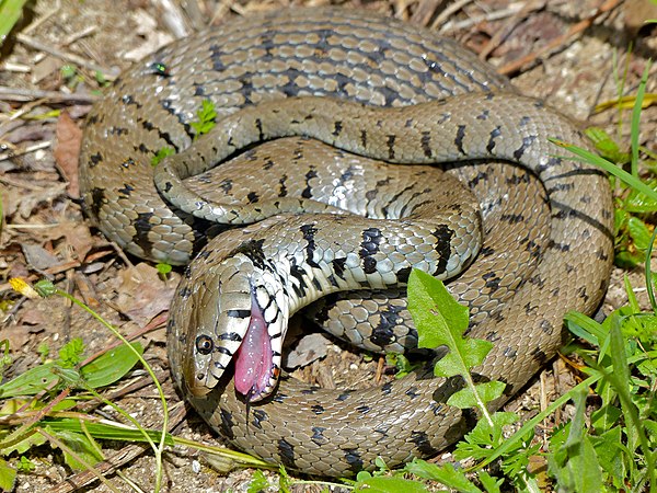 A barred grass snake (N. helvetica) playing dead