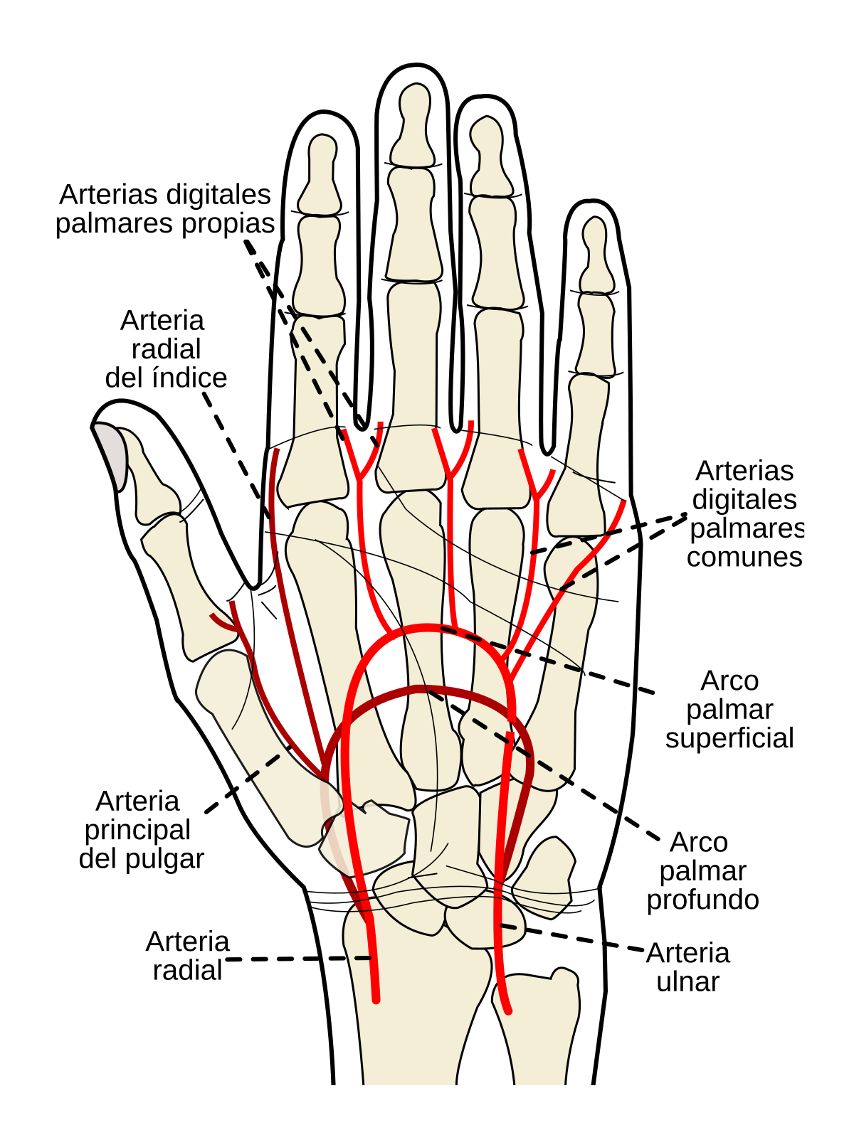 Arteria Radial Wikipedia La Enciclopedia Libre   1200px Gray1237 Es.svg 