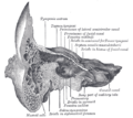 مقطع إكليلي (Coronal section) لعظم صدغي أيمن.