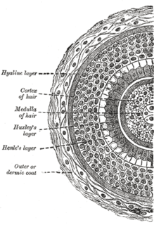 Hair protein filament that grows from follicles found in the dermis, or skin; one of the defining characteristics of mammals