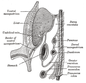 Mesentery