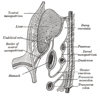 <span class="mw-page-title-main">Pancreatic bud</span> Anatomical feature of human embryo