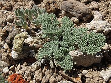 Abu-abu wavewing, Cymopterus cinerarius (17491434043).jpg