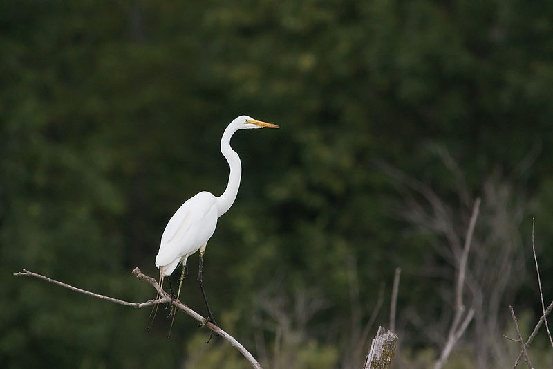 File:Great Egret 7331.jpg