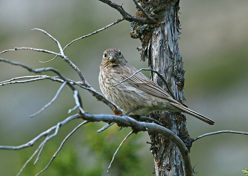 File:Great Rosefinch (Carpodacus rubicilla) (20319670839).jpg