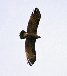 Underside of adult wintering at Bharatpur (Rajasthan, India). Great spotted Eagle I IMG 8302.jpg