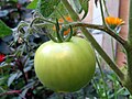 * Nomination An unripe tomato, growing in a garden, Oxford, UK. --Prosthetic Head 20:39, 15 January 2018 (UTC) * Decline Not sharp enough. Sorry. --Ermell 21:45, 15 January 2018 (UTC)