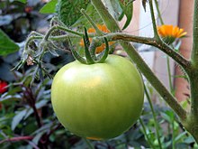 An unripe tomato growing on the vine Green Tomato.jpg