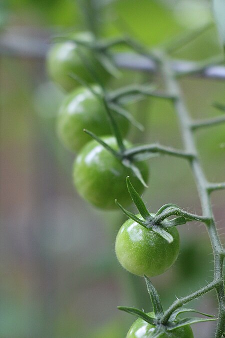 Tập_tin:Green_cherry_tomatoes_on_vine.JPG