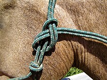 A modified sheet bend with the end falling away from the horse's head is used to secure a rope halter that lacks buckles Green rope halter knot.JPG