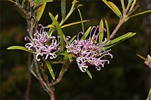 Grevillea patulifolia.jpg