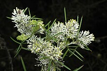 Grevillea triloba Fagg.jpg