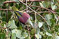 Grey - fronted Green Pigeon (28387468521).jpg