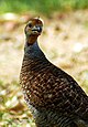 Grey Francolin Grey Partridge - Francolinus pondicerianus.jpg