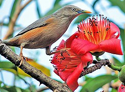 Grey Headed Starling (Sturnus malabaricus) Photograph by Shantanu Kuveskar.jpg