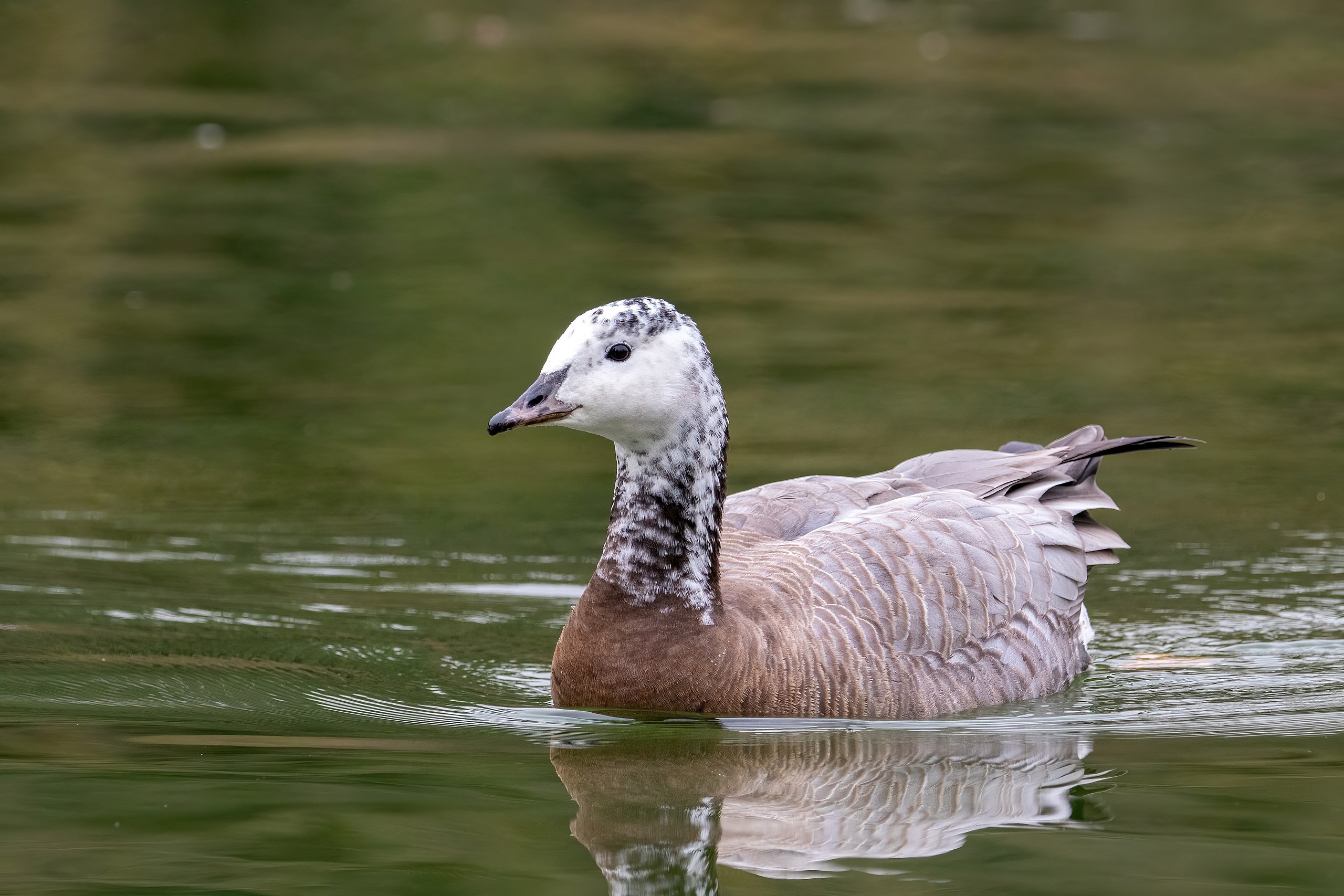 File:Greylag Goose × Canada Goose hybrid, Paris, France.jpg - Wikimedia  Commons