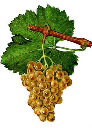 <span class="mw-page-title-main">Sémillon</span> Variety of grape